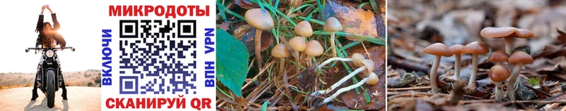 Псилоцибиновые грибы Magic Shrooms Рошаль